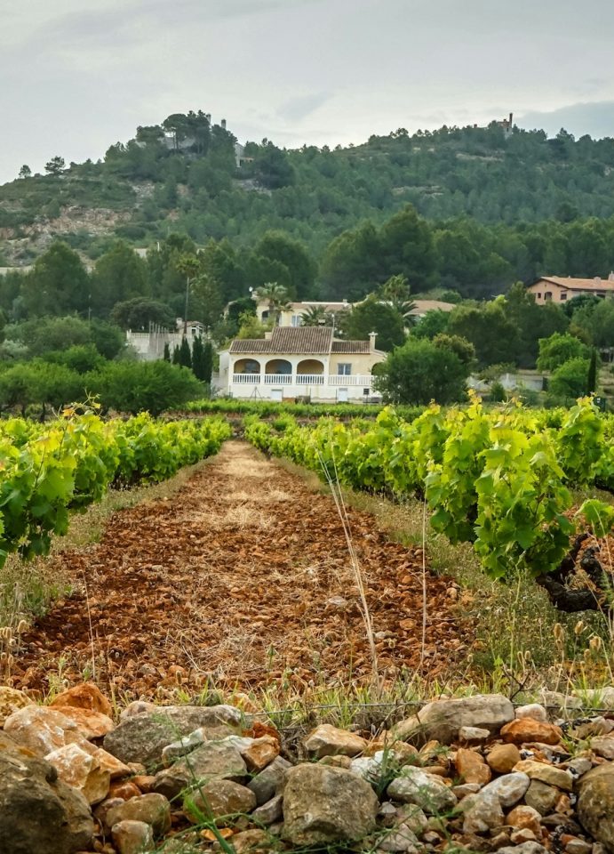 Finca in den Weinbergen auf Mallorca zum Kauf