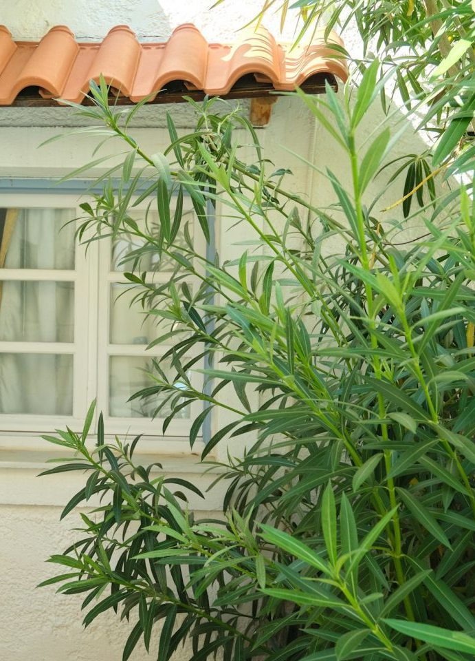 Gartenhauses mit kleinem blauen Fenster und Oleanderbusch