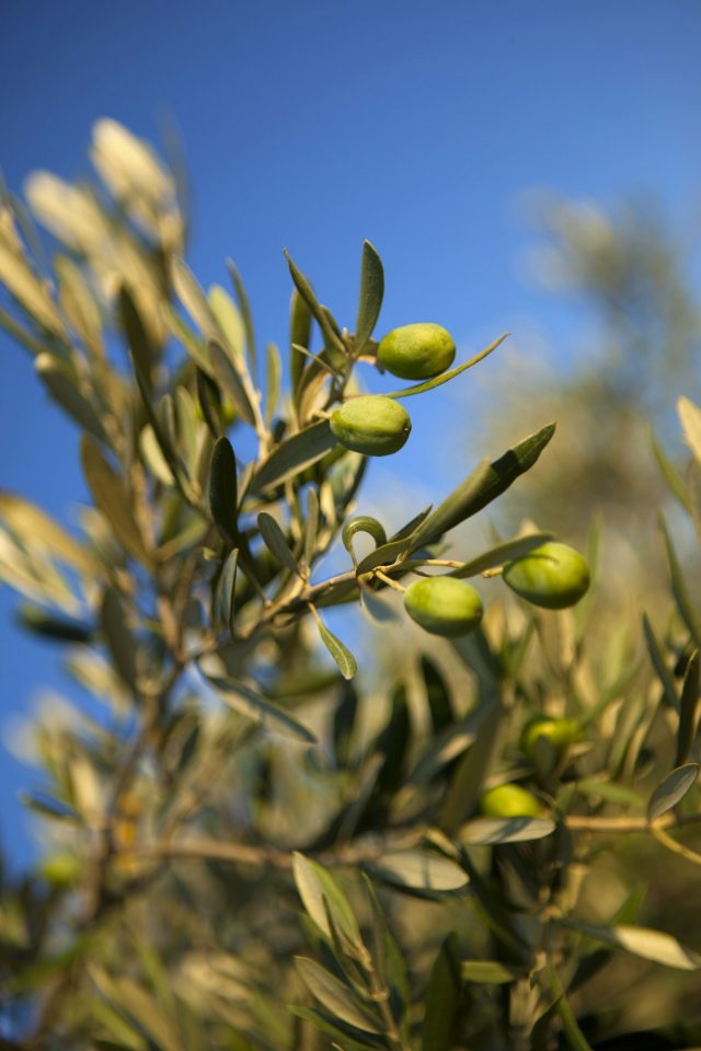 Olivenbaum mit blauem Himmel in Campanet Mallorca