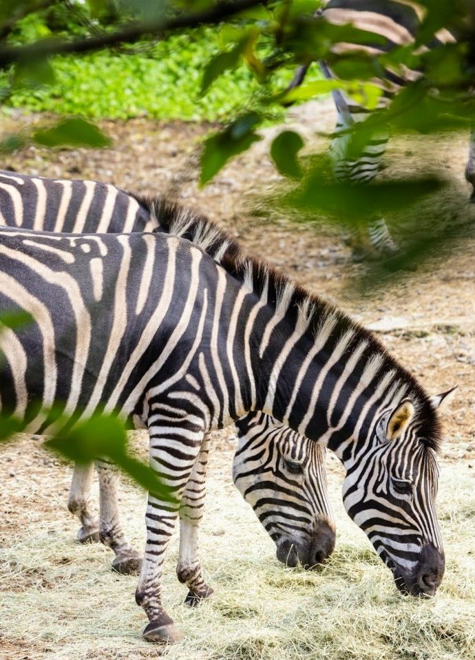 Zebras im Safaripark in Sa Coma Mallorca